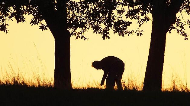 Bücken für das Fallobst. Auch die am Boden liegenden Früchte fanden einst gerne Verwendung,  Fotos: Roland Schönmüller