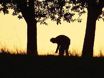Bücken für das Fallobst. Auch die am Boden liegenden Früchte fanden einst gerne Verwendung,  Fotos: Roland Schönmüller