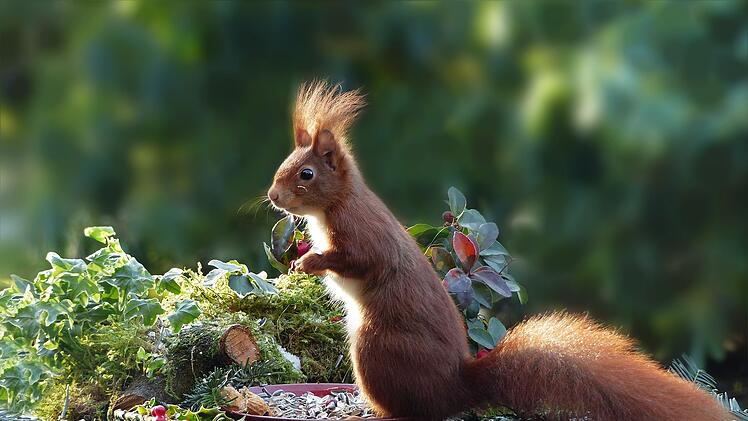 Tiere im Garten: Die 10 wichtigsten Nutztiere
