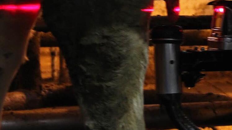 Ein Laser tastet das Euter einer Kuh ab. Foto: Marco Meißner