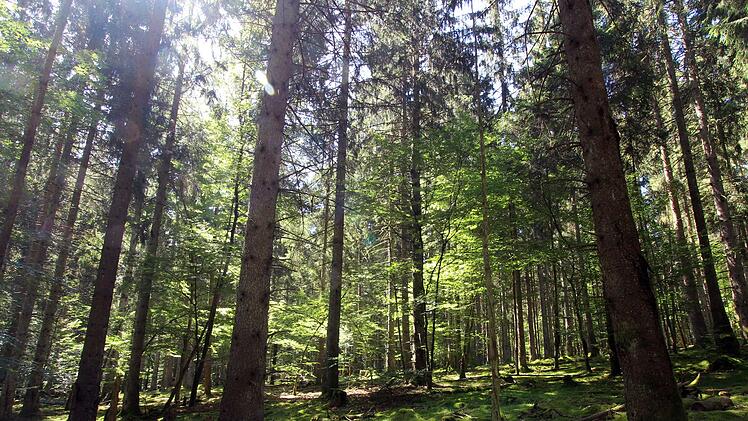 Deutschlands J&uuml;ngster: Der Nationalpark Hunsr&uuml;ck-Hochwald