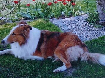 Der Collie Lucky lebte zehn Jahre bei Familie Hübner. Foto: privat