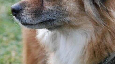 Die Dackelmischlings-H&uuml;ndin JolieFoto: Tierheim