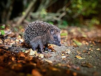 Erst sehr warm, nun eisig: Was bedeutet das f&uuml;r Winterschl&auml;fer?