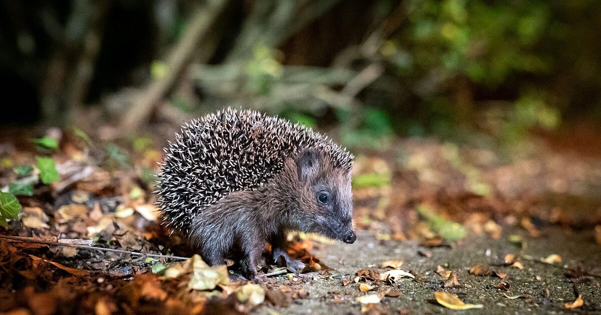 Erst-warm-nun-eisig-Was-bedeutet-das-f-r-Winterschl-fer-