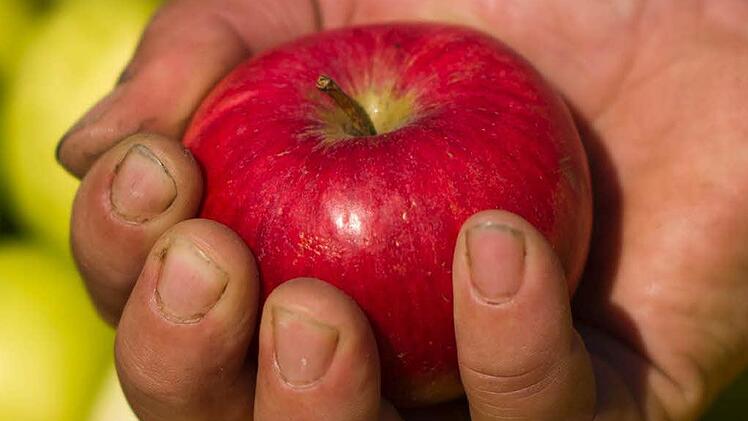 Symbolbild Apfel Foto: Arno Burgi dpa/lsn