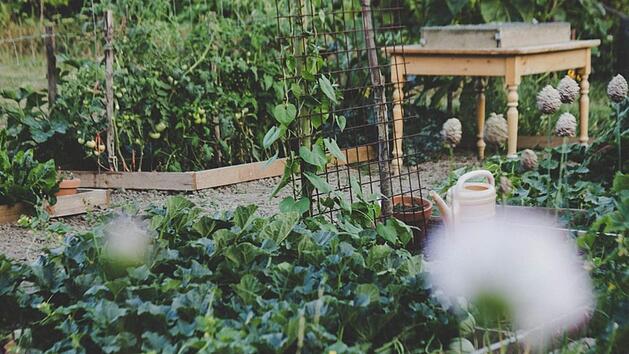 Im Garten wieder mehr Natürlichkeit zulassen und mit beglückenden Beobachtungen und neue Erkenntnissen  belohnt werden. Bild: liefsvanstellaphotography/ unsplash.com