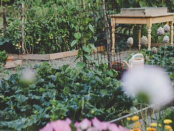 Im Garten wieder mehr Natürlichkeit zulassen und mit beglückenden Beobachtungen und neue Erkenntnissen  belohnt werden. Bild: liefsvanstellaphotography/ unsplash.com