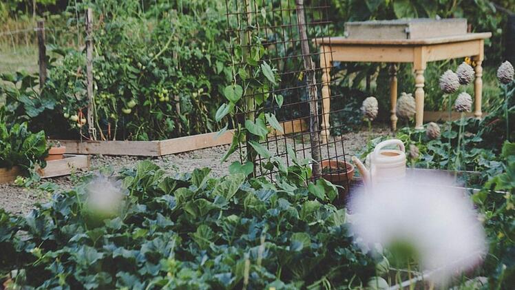 Im Garten wieder mehr Natürlichkeit zulassen und mit beglückenden Beobachtungen und neue Erkenntnissen  belohnt werden. Bild: liefsvanstellaphotography/ unsplash.com