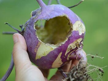 Mäuseplage: So wird aus dem Kohlrabi ein Hohlrabi... Foto: Dagmar Besand