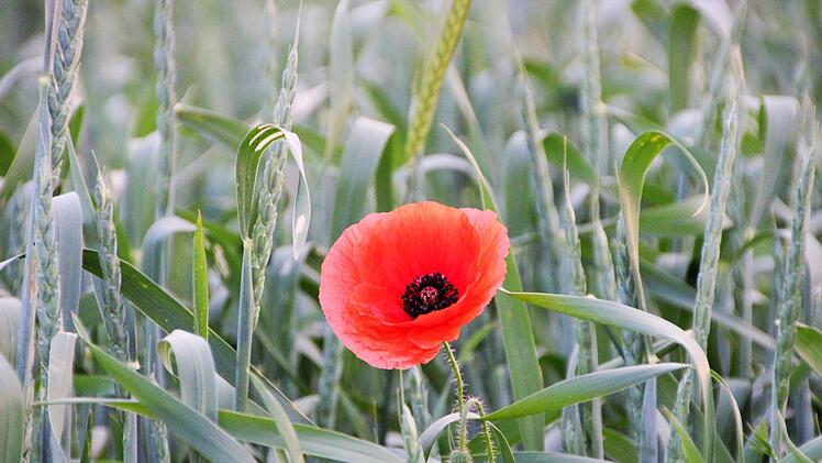 Roter Leuchtpunkt: Mohnblume im Morgengrauen. Fuchs