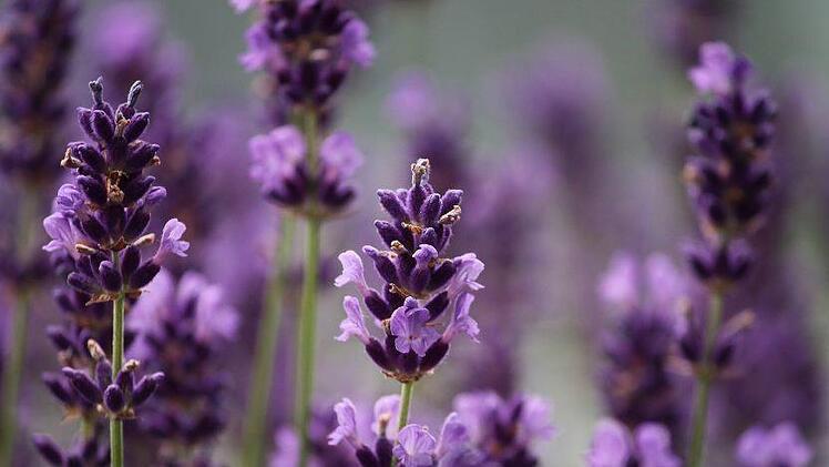 Der Duft von Lavendel gibt seelische Kraft und verbessert die Stimmung. Foto: manfredrichter/ pixabay.com