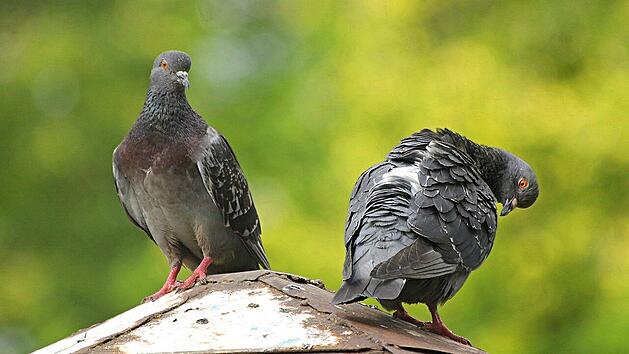 Tauben machen viel Dreck, den Balkon müssen die Mieter selbst reinigen.