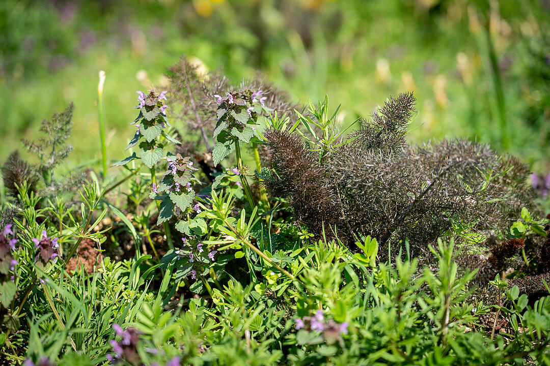 Wundersch&ouml;ne Naturfotos aus Bamberg.