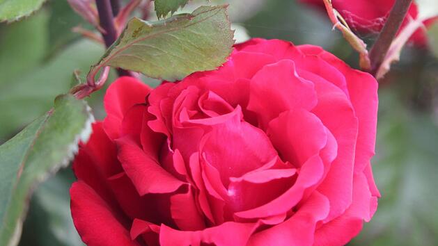 Rosenempfehlungen von Christine Scherer