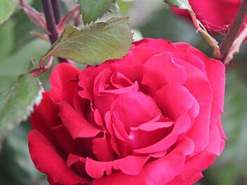Rosenempfehlungen von Christine Scherer