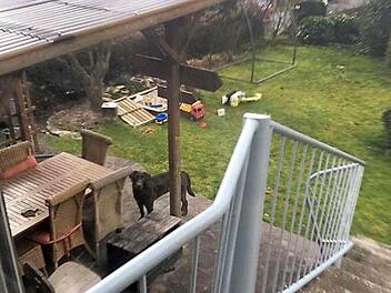 Weil er so scheu ist, existiert nur dieses Foto von dem Labrador. Das große Bild oben zeigt ein anderes Tier dieser Hunderasse. Foto: privat