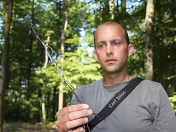 Einen kleinen Zweig mit Storchen-Kot findet Daniel Scheffler noch unter dem Baum. Er fragt sich, wo der Rest des Horstes geblieben ist.