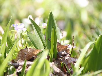 Der Bärlauch wächst jetzt wieder in den Wäldern. Fotos: Heike Beudert