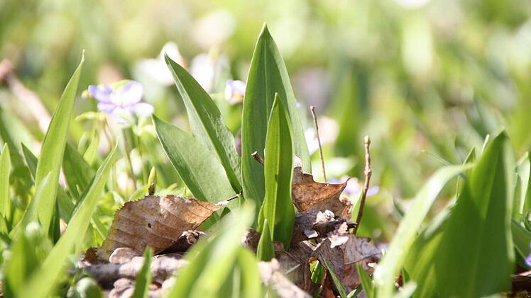 Der Bärlauch wächst jetzt wieder in den Wäldern. Fotos: Heike Beudert