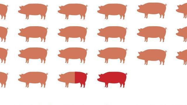 7 Prozent des verzehrten Schweinefleischs wird im Landkreis geschlachtet.