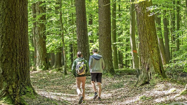Alte Douglasien säumen den Wanderweg zum Staatsbad zurück.