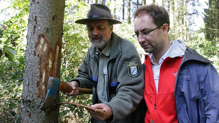 Forstdirektor Michael Kreppel (l.) und Matthias Koch von der Waldbesitzervereinigung Kreuzberg gucken unter die Rinde der Fichte nach,