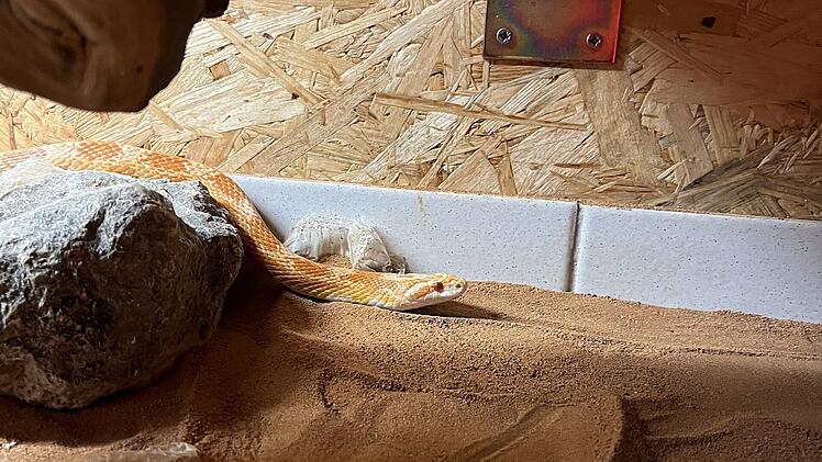 Tierheim Bamberg sucht geräumiges neues Zuhause für Schlange Spaghetti