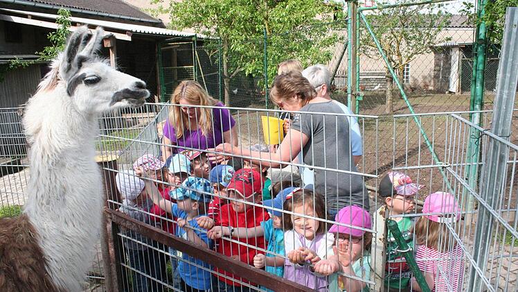 Lamas Aug in Aug mit Kindern - hinter Gittern