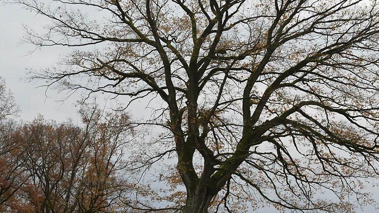 Foto: Ronald Rinklef