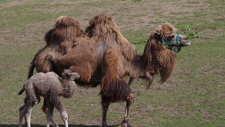 Endlich gibt es wieder Nachwuchs bei den Kamelen: Die 12-jährige Stute Akiba hat Ende April ihre Tochter Nala zur Welt gebracht. Foto: Tiergarten Nürnberg/Helmut Mägdefrau