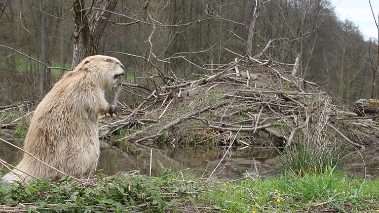 Rings um die Burg haben sie einen Teich aufgestaut. Der Biber im Bild ist übrigens bloß ausgestopft.