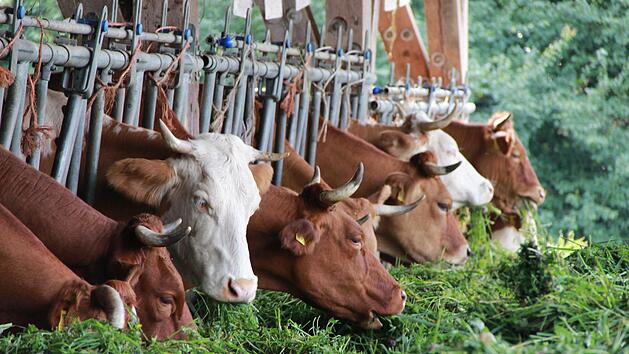 Der Patersberghof benötigt neue Fressgitter für die Kühe. Da die Tiere ihre Hörner behalten, sind die alten Gitter zu eng. Foto: Solawi