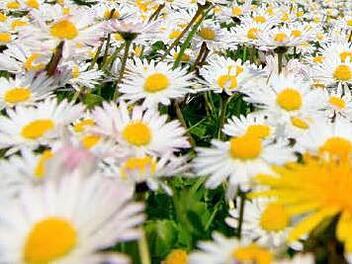 Symbolbild: Marcus Führer dpa/lby