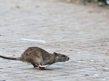 Ratte in New York.