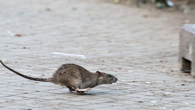 Ratte in New York.