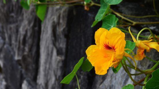 Aus Kapuzinerkresse  ganz einfach Blütenessig herstellen. Gartenexperte Jupp Schröder erklärt wie's geht. Foto: Lohrelei/ pixabay.com
