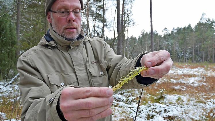 Biologe Frank Reißenweber zeigt eine Moospflanze, die durch Trockenheit blass geworden ist. Fotos: Rainer Lutz