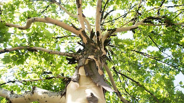 Der Baum ist ein sehr komplexes Lebewesen, in dem unz&auml;hlige biologische Vorg&auml;nge ablaufen. Foto: Julian Stratenschulte/dpa