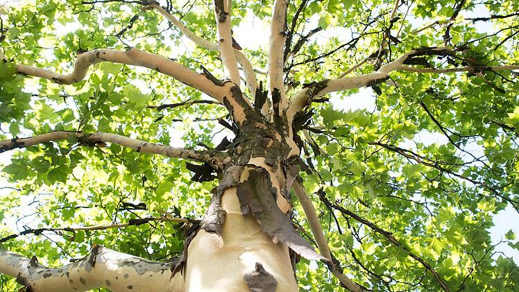 Der Baum ist ein sehr komplexes Lebewesen, in dem unzählige biologische Vorgänge ablaufen. Foto: Julian Stratenschulte/dpa