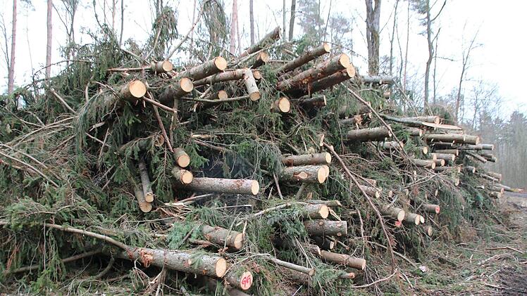 30 bis 35 Kubikmeter umfasst dieser Haufen Kronen. Thomas Malz