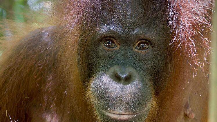 "Orang-Utans - Die unbekannten Menschenaffen" begleitet Sati und ihre Tochter Huyan hautnah.