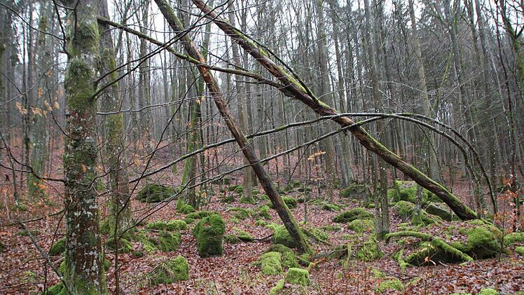 Der Wald hat einen urspünglichen Charakter. Überall liegen Felsbrocken, die von Moos überwachsen sind. Foto: Ulrike Müller