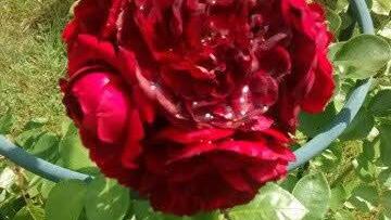 Die Rose "Highgrove"  Foto: privat