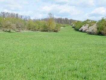 Das ist das Ziel. Auf dieser Fläche bei Wiesenfeld wurden die Hecken schon vor über 20 Jahren angelegt. Sie haben sich gut entwickelt, müssen aber bald auch etwas zurückgenommen werden.