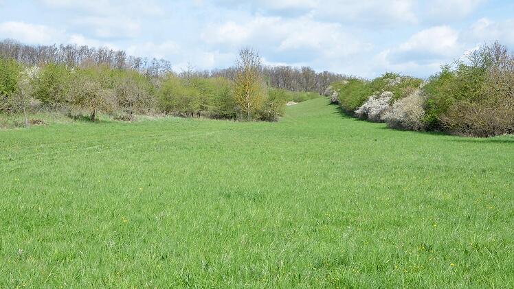 Das ist das Ziel. Auf dieser Fläche bei Wiesenfeld wurden die Hecken schon vor über 20 Jahren angelegt. Sie haben sich gut entwickelt, müssen aber bald auch etwas zurückgenommen werden.