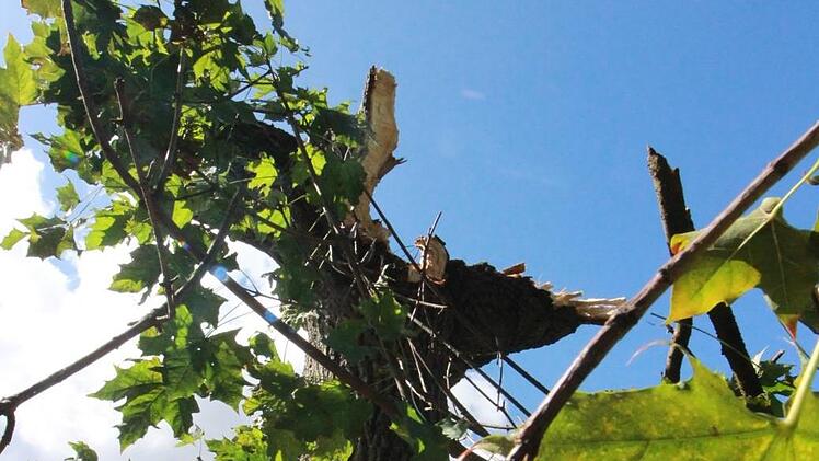 Das Sturmtief Fabienne wütete auch in Forchheim. J. Hofbauer