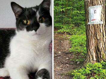 Wei&szlig;-schwarze Katze Anton (links), Tasso-Suchplakat an Baumstamm im Wald (rechts)