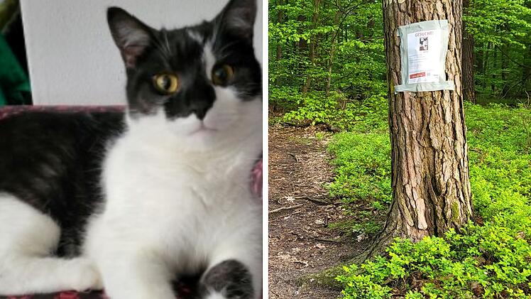 Wei&szlig;-schwarze Katze Anton (links), Tasso-Suchplakat an Baumstamm im Wald (rechts)