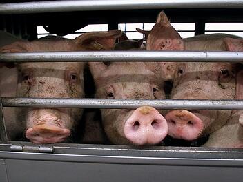 Sperrung der A7 nahe Marktbreit: Viele Schweine sterben bei Lkw-Brand